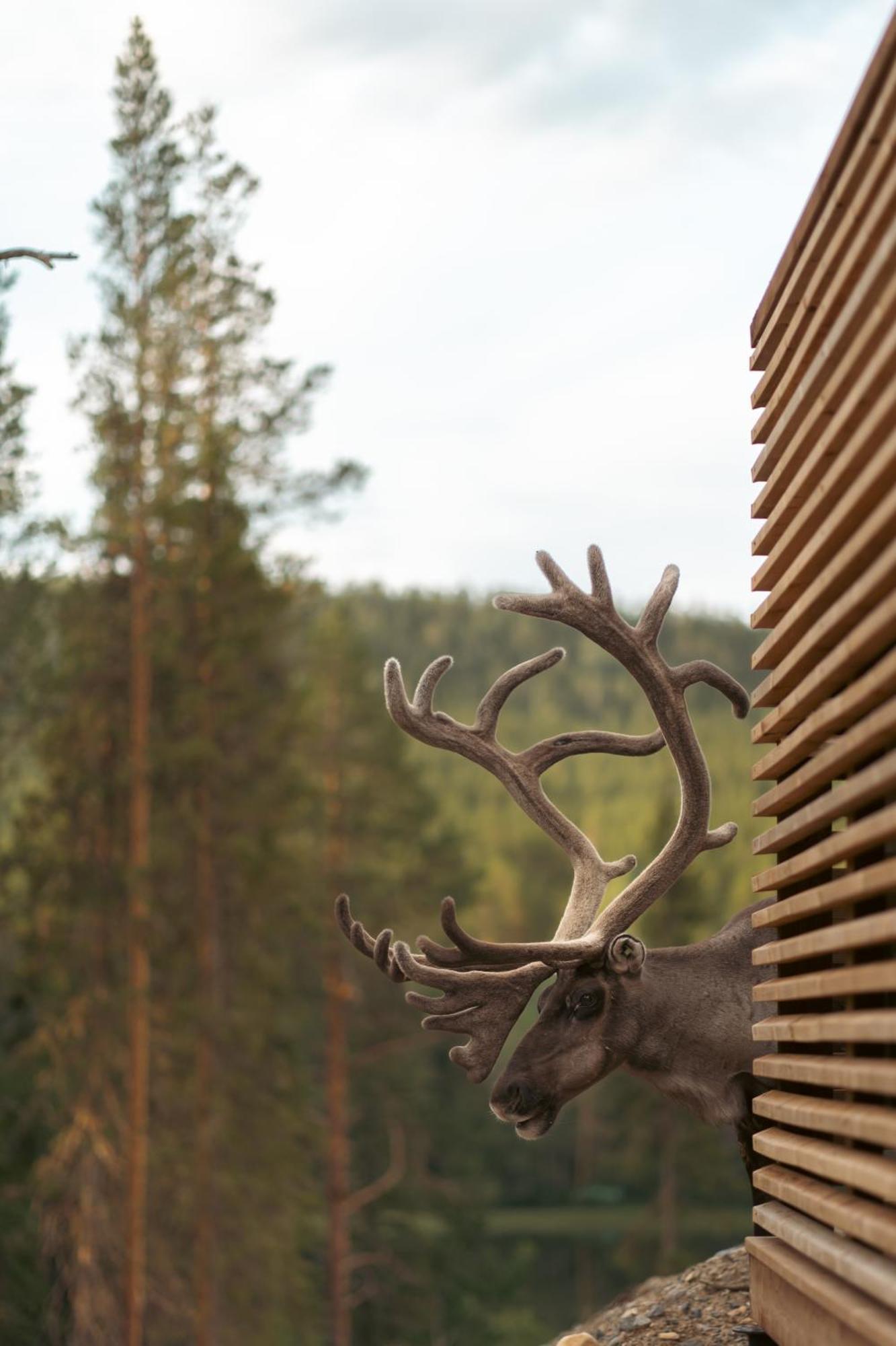 Kurula'S Resort Pyhätunturi Zewnętrze zdjęcie